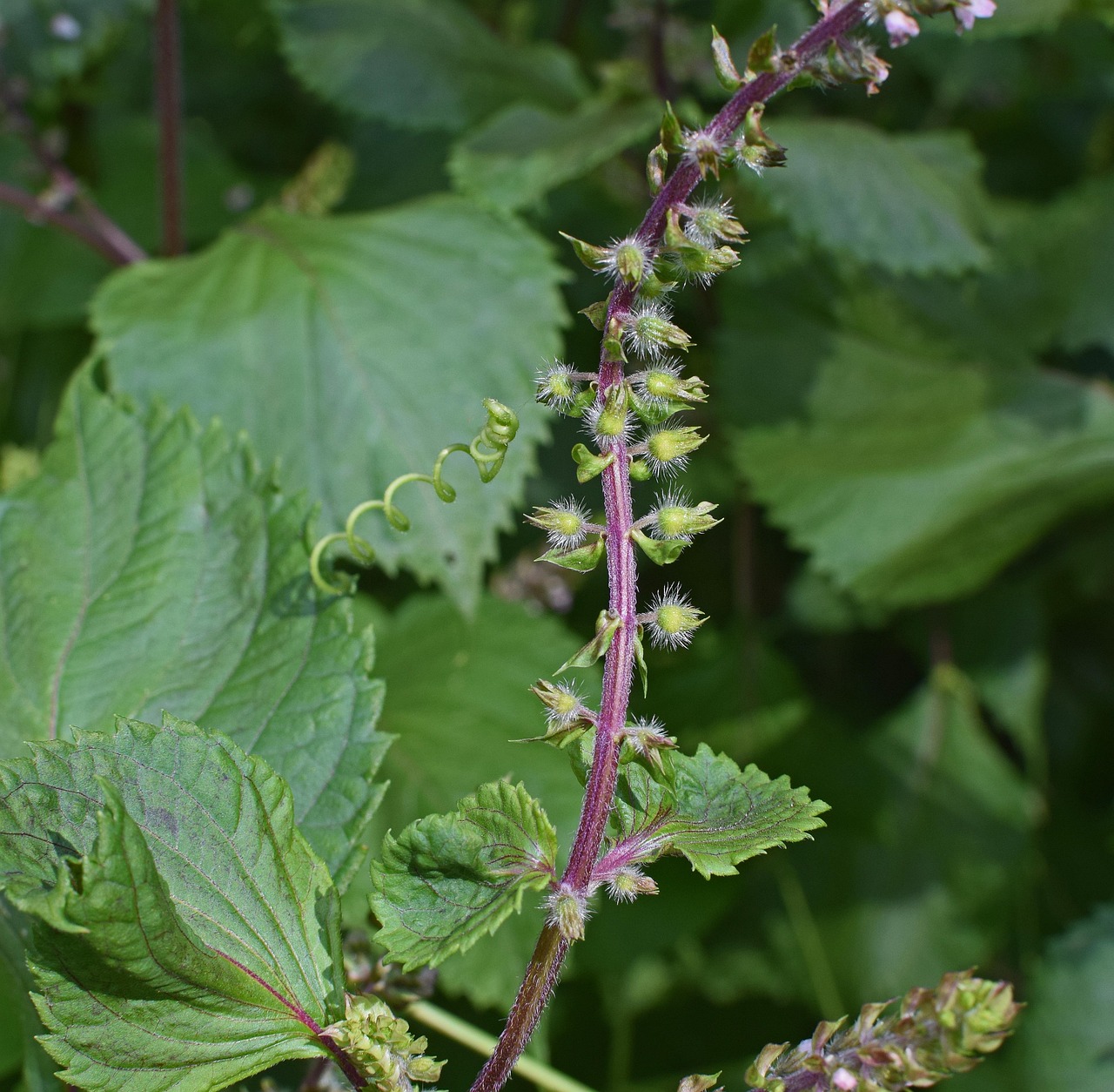 Ce este busuiocul sălbatic și la ce se utilizează